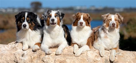 Australian Shepherd groups